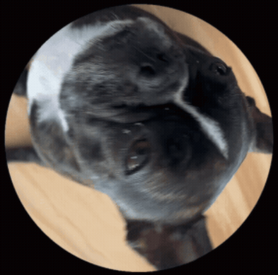 A Close Up Of A Black And White Dog Looking Up GIF