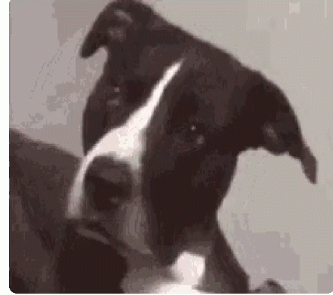 A Close Up Of A Black And White Dog 'S Head . GIF