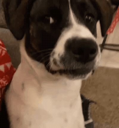 A Close Up Of A Black And White Dog Sitting On A Couch . GIF