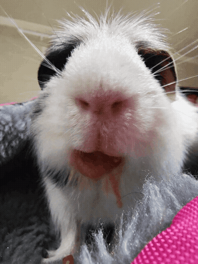 A Close Up Of A Black And White Guinea Pig 'S Face GIF
