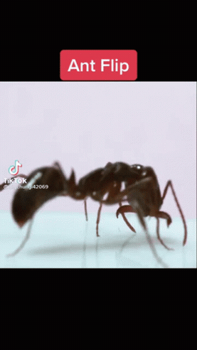 A Close Up Of A Black Ant With The Words Ant Flip On The Top GIF