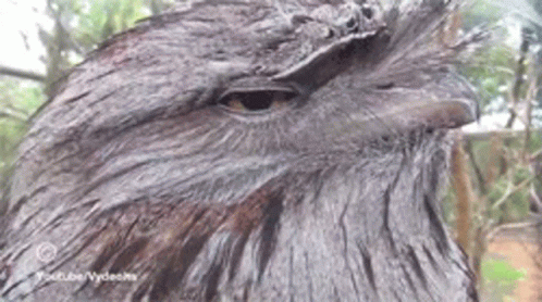 A Close Up Of A Black Bird 'S Face With Youtube Videos Written On The Bottom GIF