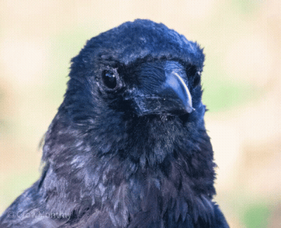 A Close Up Of A Black Bird 'S Head With Crowmommy Written On The Bottom GIF