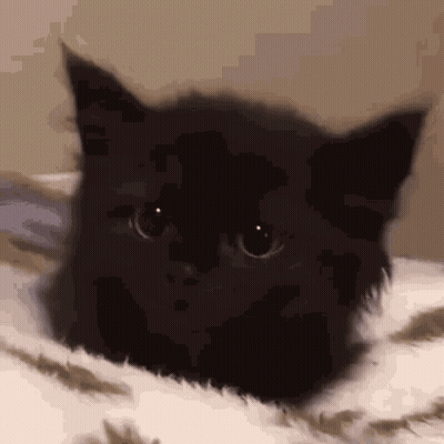 A Close Up Of A Black Cat Laying On A Bed Looking At The Camera . GIF