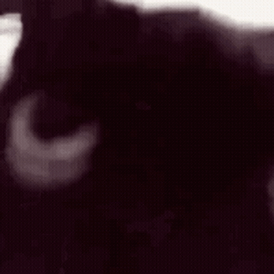 A Close Up Of A Black Cat Looking At The Camera With A White Background . GIF