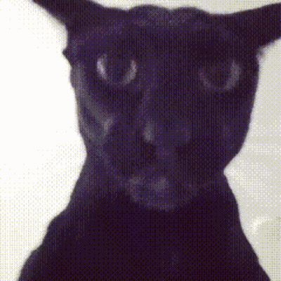 A Close Up Of A Black Cat 'S Face Against A White Background GIF