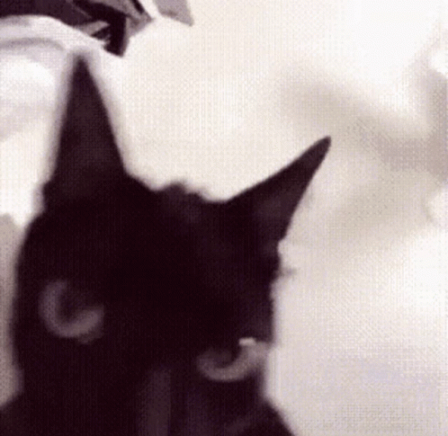 A Close Up Of A Black Cat 'S Face And Ears GIF