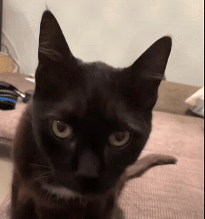A Close Up Of A Black Cat 'S Face GIF