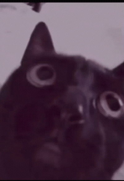 A Close Up Of A Black Cat 'S Face With A Blurry Background . GIF