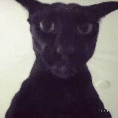A Close Up Of A Black Cat 'S Face With The Letters I And Ii Visible GIF