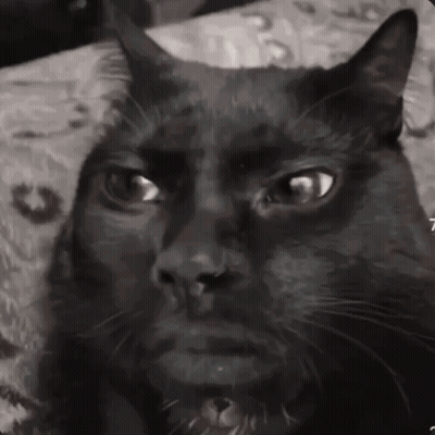 A Close Up Of A Black Cat 'S Face With The Number 7 Visible GIF