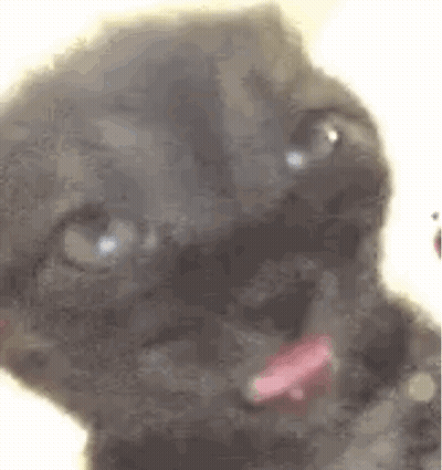 A Close Up Of A Black Cat With A Pink Tongue Sticking Out And Looking At The Camera . GIF