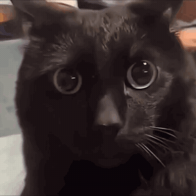 A Close Up Of A Black Cat With Big Eyes Looking At The Camera . GIF
