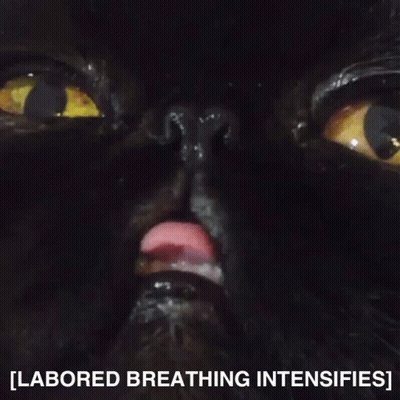 A Close Up Of A Black Cat With The Words Labored Breathing Intensifies GIF