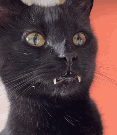 A Close Up Of A Black Cat With Yellow Eyes And Teeth GIF