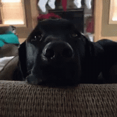 A Close Up Of A Black Dog Laying On A Couch GIF
