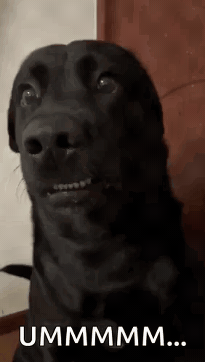 A Close Up Of A Black Dog Making A Funny Face And Saying Ummmmm . GIF