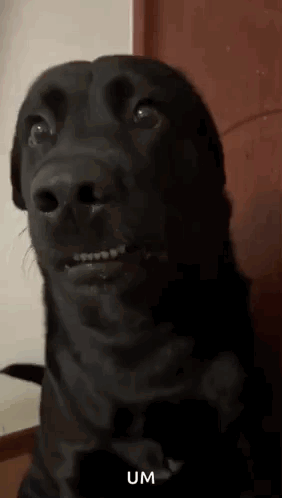 A Close Up Of A Black Dog Making A Funny Face GIF