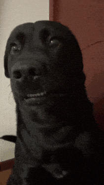 A Close Up Of A Black Dog 'S Face Looking At The Camera GIF