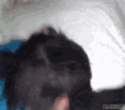 A Close Up Of A Black Dog 'S Face With A White Background GIF