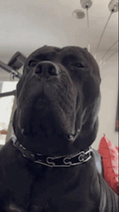 A Close Up Of A Black Dog Wearing A Collar With The Letter C On It GIF