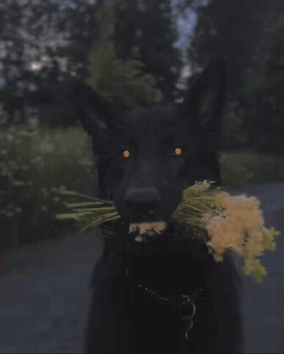 A Close Up Of A Black Dog With A Bunch Of Flowers In Its Mouth GIF