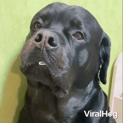 A Close Up Of A Black Dog With A Green Background And The Words Viralhog On The Bottom Right GIF