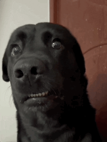 A Close Up Of A Black Dog With A Surprised Look On His Face GIF