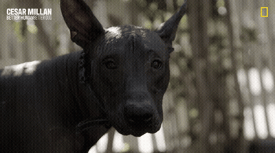 A Close Up Of A Black Dog With The Caption Cesar Millan Better Human Better Dogs GIF