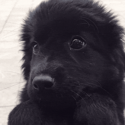 A Close Up Of A Black Furry Puppy Laying Down GIF