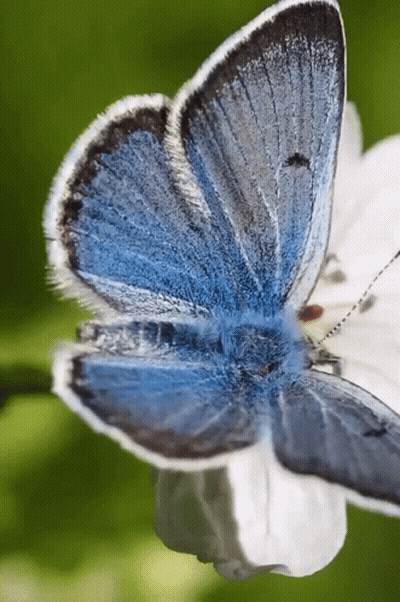 A Close Up Of A Blue And White Butterfly On A White Flower GIF