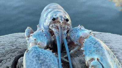 A Close Up Of A Blue Lobster On A Rock Near The Water GIF
