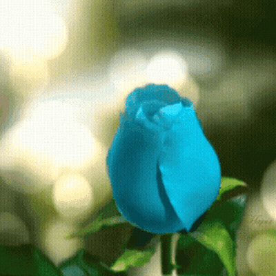 A Close Up Of A Blue Rose With A Green Leaf GIF