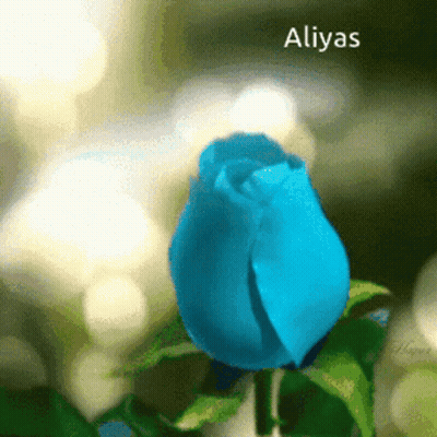 A Close Up Of A Blue Rose With The Name Aliyas On The Bottom GIF