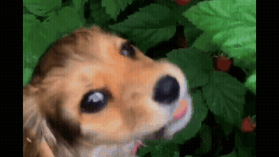 A Close Up Of A Brown And Black Dog Looking Up At Something GIF