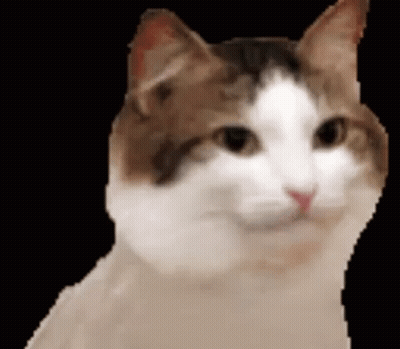 A Close Up Of A Brown And White Cat Looking At The Camera On A Black Background . GIF
