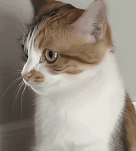 A Close Up Of A Brown And White Cat Looking To The Side GIF