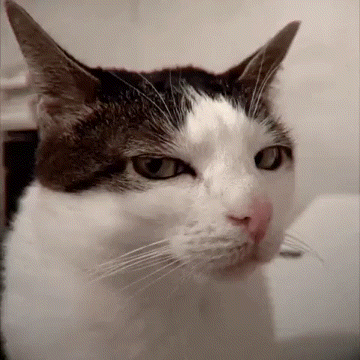 A Close Up Of A Brown And White Cat GIF