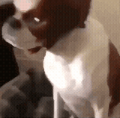 A Close Up Of A Brown And White Dog Standing On A Table . GIF