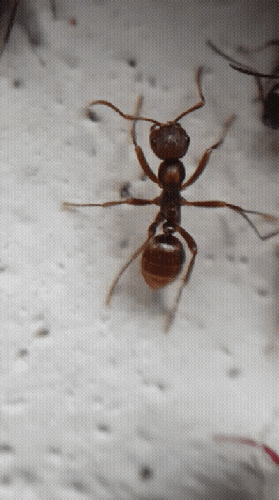 A Close Up Of A Brown Ant On A White Background GIF