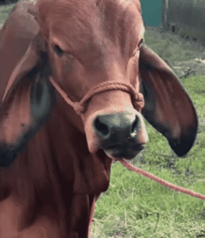 A Close Up Of A Brown Cow With Rope Around Its Neck GIF