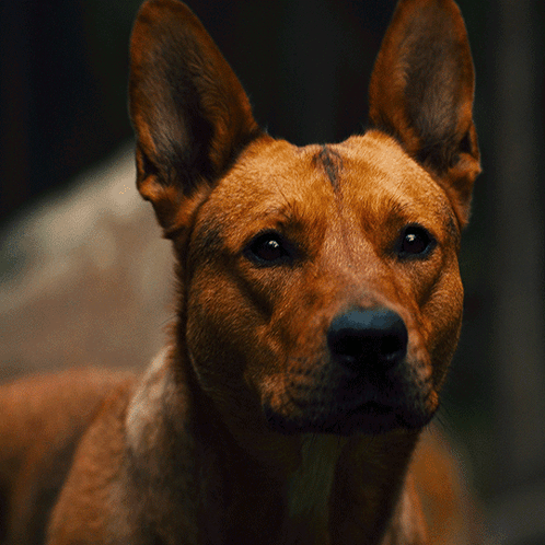 A Close Up Of A Brown Dog 'S Face And Ears GIF