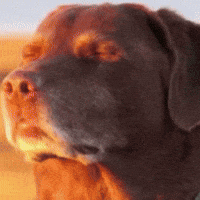 A Close Up Of A Brown Dog 'S Face With A Blurred Background GIF