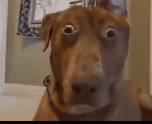 A Close Up Of A Brown Dog 'S Face With A Surprised Look On Its Face . GIF