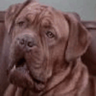 A Close Up Of A Brown Dog Sitting On A Couch Looking At The Camera . GIF