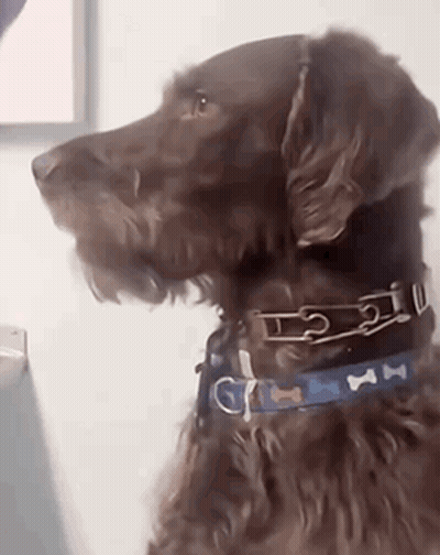 A Close Up Of A Brown Dog Wearing A Collar And Looking At The Camera . GIF