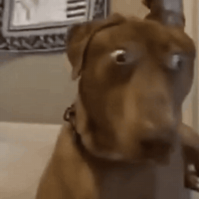 A Close Up Of A Brown Dog Wearing A Headband Looking At The Camera . GIF