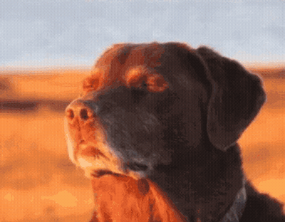 A Close Up Of A Brown Dog With Its Eyes Closed In A Field GIF