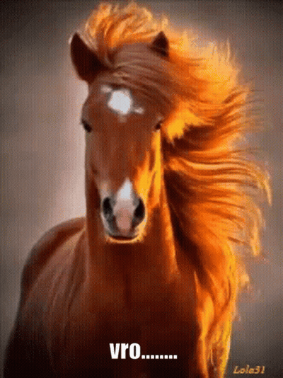 A Close Up Of A Brown Horse With A Long Mane And The Words Vro Written Below It GIF