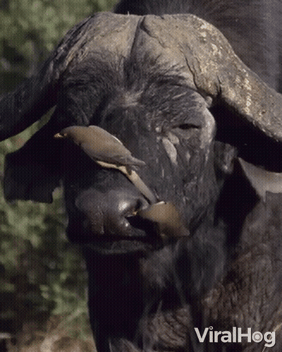 A Close Up Of A Buffalo With A Bird On It 'S Nose And The Words Viralhog Below It GIF